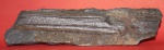 Calamites