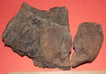 Calamites