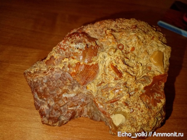 мезозой, brachiopoda, Crinoidea, брекчия