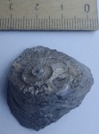 Gryphaea с отпечатком аммонита