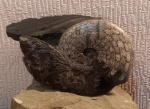 Аммонит