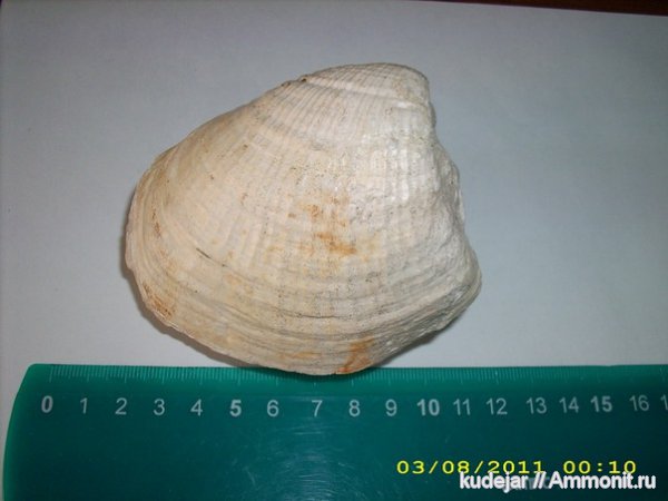 Pholadomya, Arcomya