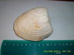 arcomya arctica bodylevsky