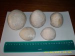 морские ежики