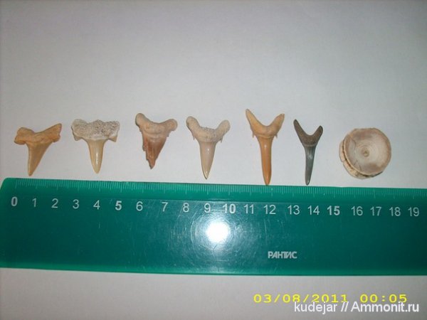 акулы, sharks
