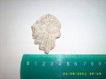 двустворка ostrea