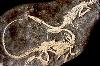Динозавр coelophysis перестал быть каннибалом
