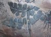 10 квадратных километров окаменелых джунглей