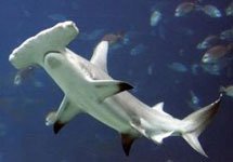 Акулам помогает выживать бесполое размножение?