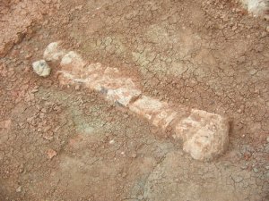 В Китае поймали контрабандистов окаменелостей