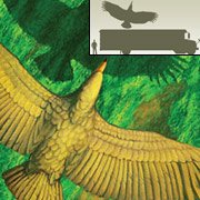 Самая большая летающая птица раскрыла секреты