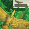 Самая большая летающая птица раскрыла секреты