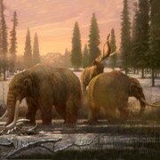 Генетики расшифровали ДНК мастодонта