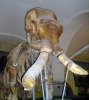 На Ставрополье нашли скелет древнего южного слона
