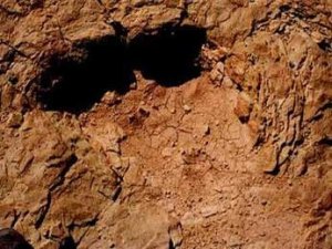 В Швейцарии найден отпечаток следа динозавра из триасового периода