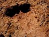 В Швейцарии найден отпечаток следа динозавра из триасового периода
