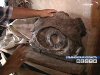 Ихтиозавр из Ульяновской области