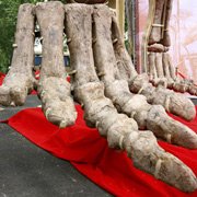 Борьба за динозавров