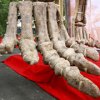 Борьба за динозавров