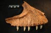 Carcharodontosaurus - гигантский хищник