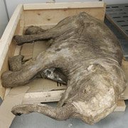 Мамонтенка Любу исследуют в Петербурге