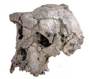 Новый вид предков гоминид - Sahelanthropus tchadensis