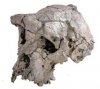 Новый вид предков гоминид - Sahelanthropus tchadensis