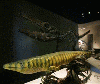 Найден древнейший мозазавр Dallasaurus turneri