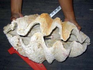 Тридакны Красного моря практически вымерли из-за первобытных людей