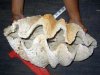 Тридакны Красного моря практически вымерли из-за первобытных людей