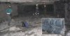 Древнейший дождевой лес мог погибнуть от глобального потепления