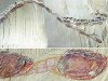 "Танцующие креветки" обладали зачатками коллективного поведения