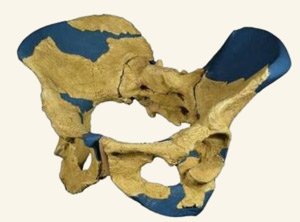 Предшественницы вида Homo sapiens были пошире в бедрах 