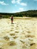 Динозавры могли мигрировать на тысячи километров