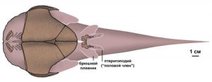 Древнейший половой член девонской рыбы