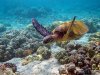 В Мексике найдена морская черепаха, жившая 72 миллиона лет назад.