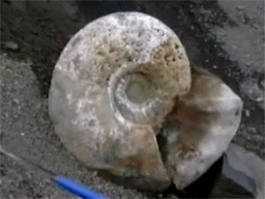 Гигантские аммониты в Антарктиде