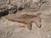Трицератопсы все-таки не были одиночками
