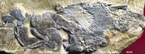 Древнейшая костная рыба из Китая