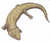 Никтеролетеры из Южной Африки