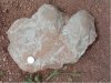 Следы крупных четвероногих пермского периода нашли недалеко от Оренбурга