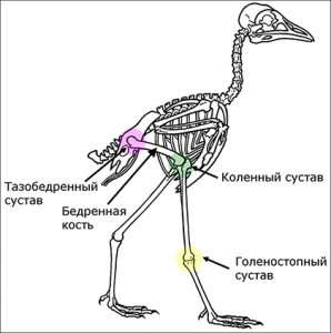 Птицы не могли произойти от динозавров?