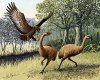 Ученые выяснили, как были окрашены перья птицы моа