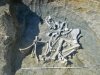 В Астраханской области нашли скелет древнего бизона