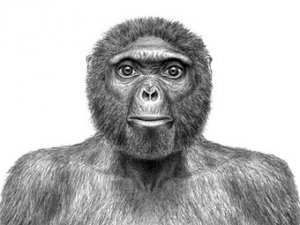 Ardipithecus ramidus - один из древнейших предков человека