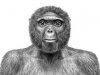 Ardipithecus ramidus - один из древнейших предков человека