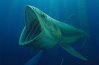 Гигантские рыбы-фильтраторы, родственники Leedsichthys, существовали более 100 миллионов лет