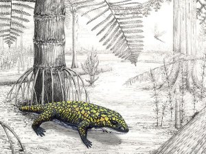 Fedexia striegeli – амфибия, жившая в конце каменноугольного периода