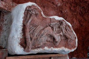 В Бразилии найден хорошо сохранившийся скелет престозуха Prestosuchus chiniquensis
