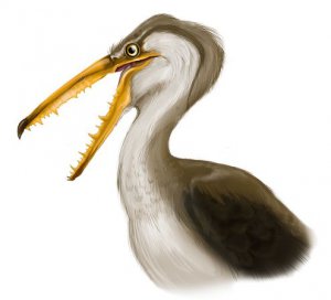 Pelagornis chilensis - гигантская птица из Южной Америки